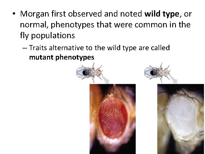 Wild Type Example The Chromosomal Basis of Inheritance Chapter 15 Locating