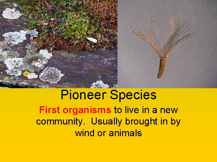 Pioneer Species First organisms to live in a new community. Usually brought in by