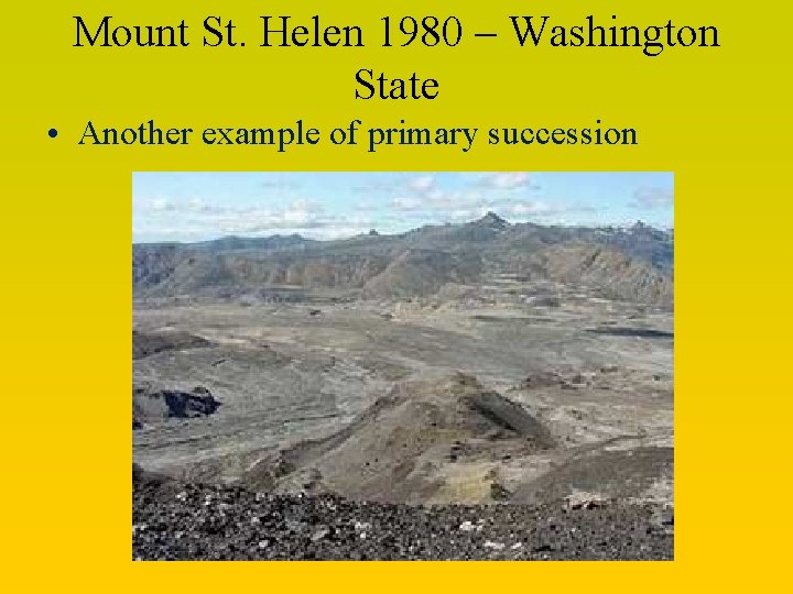 Mount St. Helen 1980 – Washington State • Another example of primary succession 