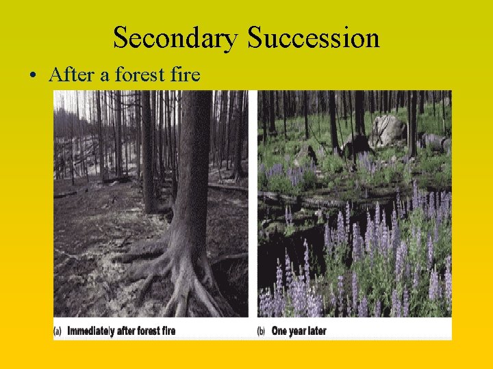 Secondary Succession • After a forest fire 