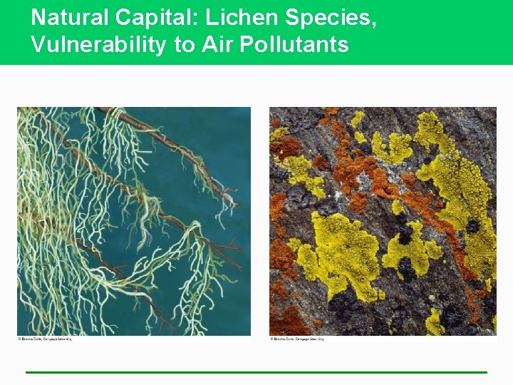 Natural Capital: Lichen Species, Vulnerability to Air Pollutants 