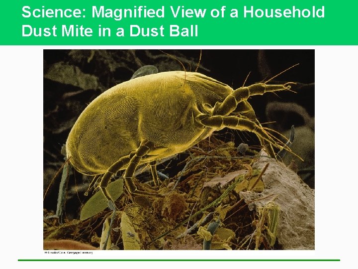 Science: Magnified View of a Household Dust Mite in a Dust Ball 