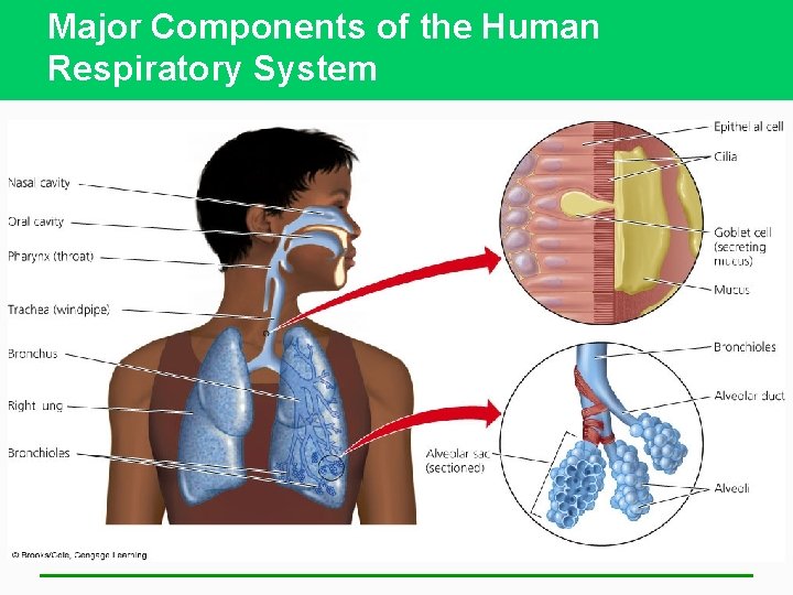 Major Components of the Human Respiratory System 