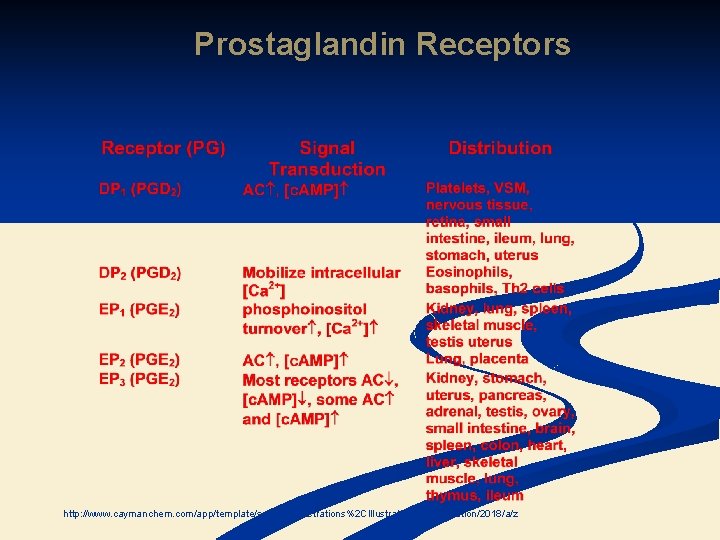 Prostaglandin Receptors http: //www. caymanchem. com/app/template/scientific. Illustrations%2 CIllustration. vm/illustration/2018/a/z Prostaglandin Receptors http: //www. caymanchem. com/app/template/scientific. Illustrations%2 CIllustration. vm/illustration/2018/a/z