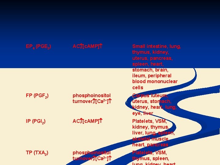 EP 4 (PGE 2) AC , [c. AMP] Small intestine, lung, thymus, kidney, uterus,