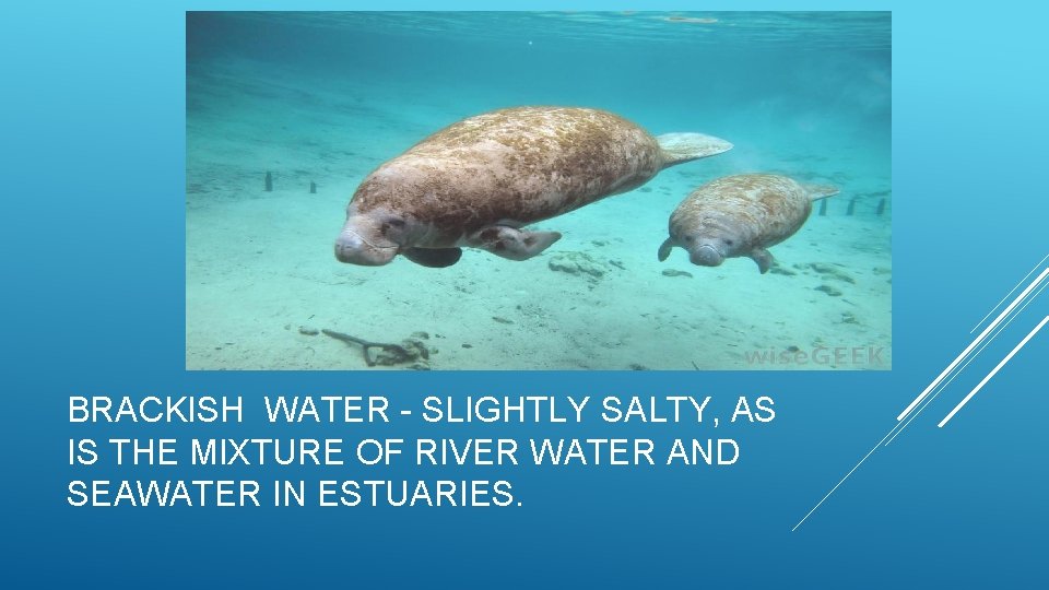 BRACKISH WATER - SLIGHTLY SALTY, AS IS THE MIXTURE OF RIVER WATER AND SEAWATER