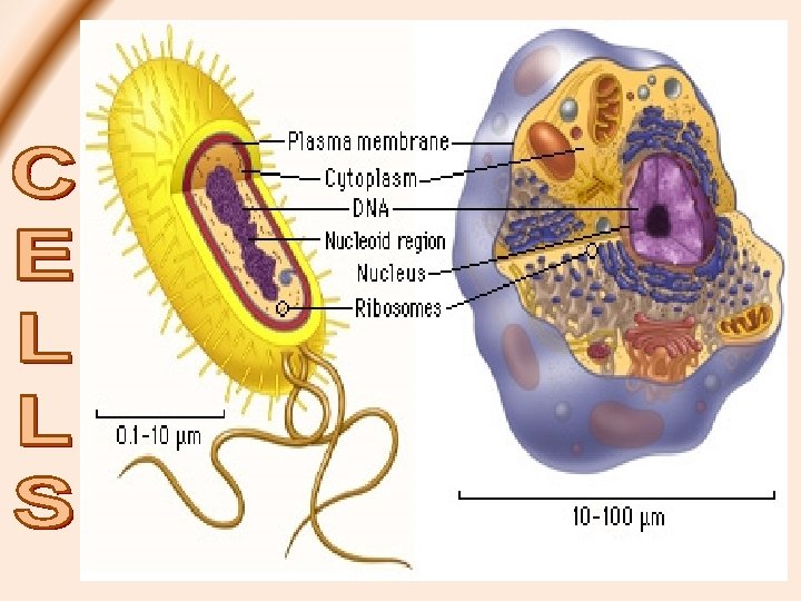 CELL THEORY Robert Hooke coined the term “CELL” after observing 1. All organisms are