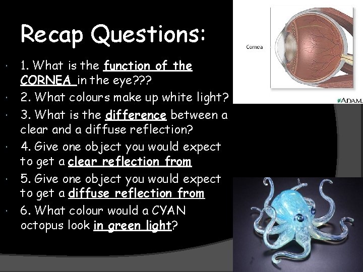 Recap Questions: 1. What is the function of the CORNEA in the eye? ?