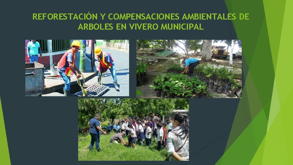 REFORESTACIÓN Y COMPENSACIONES AMBIENTALES DE ARBOLES EN VIVERO MUNICIPAL 