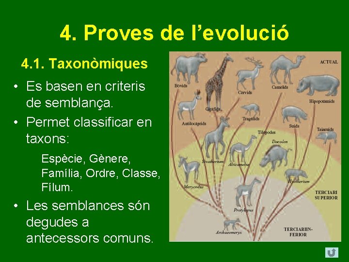 4. Proves de l’evolució 4. 1. Taxonòmiques • Es basen en criteris de semblança.