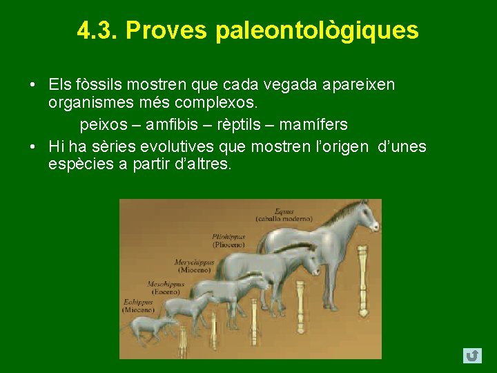 4. 3. Proves paleontològiques • Els fòssils mostren que cada vegada apareixen organismes més