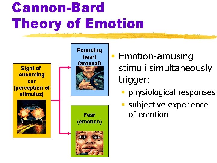 Cannon-Bard Theory of Emotion Sight of oncoming car (perception of stimulus) Pounding heart (arousal)