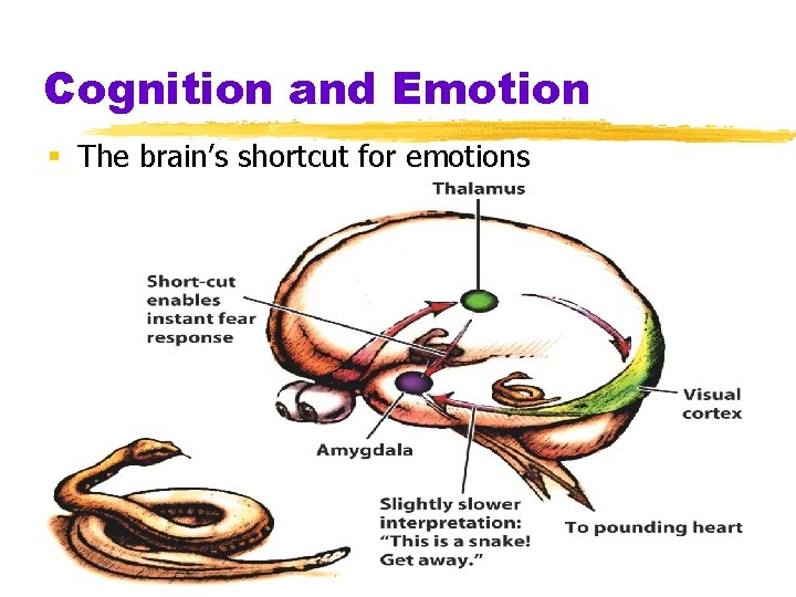 Cognition and Emotion § The brain’s shortcut for emotions 