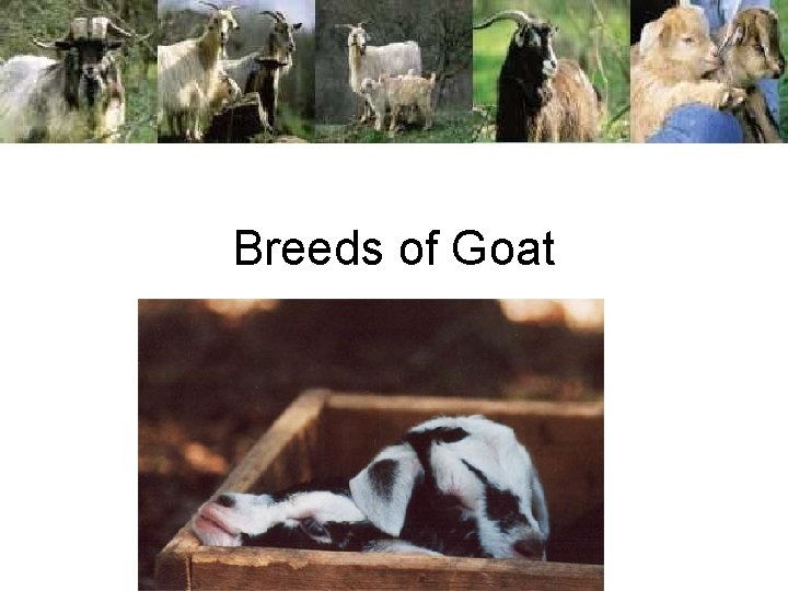 Breeds of Goat 