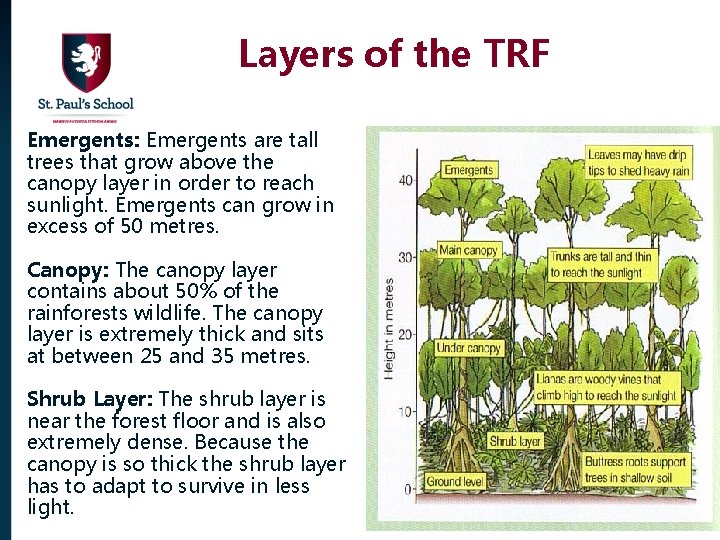 Layers of the TRF Emergents: Emergents are tall trees that grow above the canopy