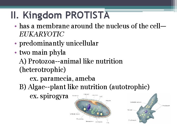 II. Kingdom PROTISTA • has a membrane around the nucleus of the cell— EUKARYOTIC