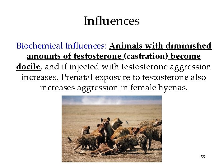 Influences Biochemical Influences: Animals with diminished amounts of testosterone (castration) become docile, and if