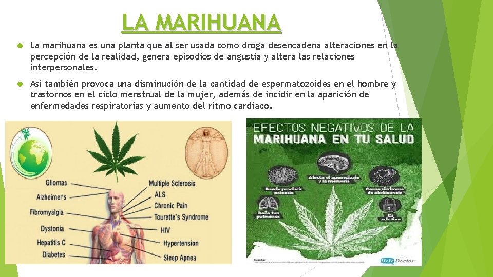 LA MARIHUANA La marihuana es una planta que al ser usada como droga desencadena