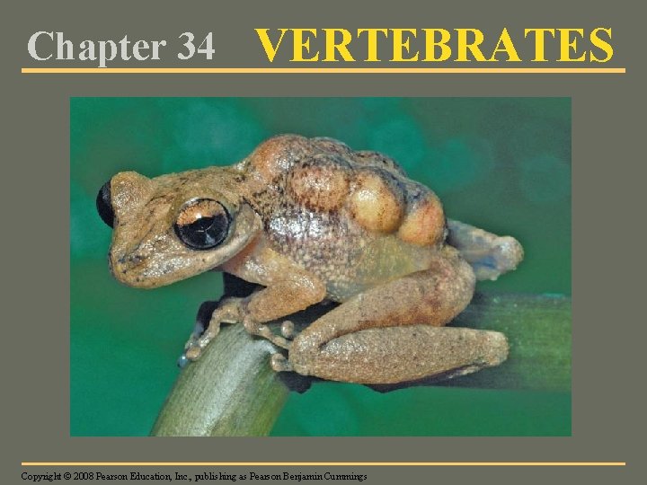 Chapter 34 VERTEBRATES Copyright © 2008 Pearson Education, Inc. , publishing as Pearson Benjamin