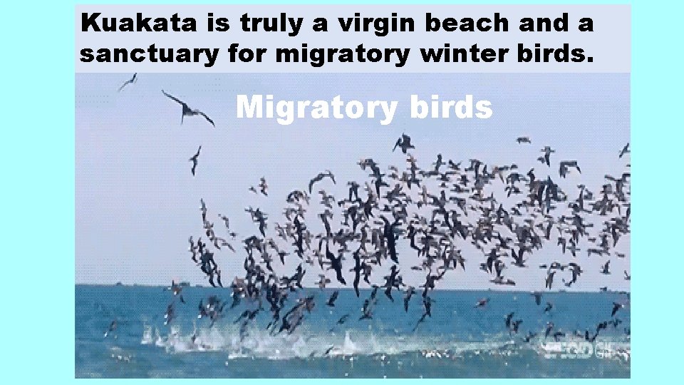 Kuakata is truly a virgin beach and a sanctuary for migratory winter birds. Migratory