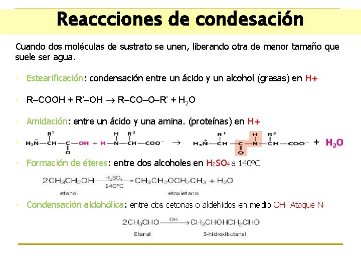 Reaccciones de condesación Cuando dos moléculas de sustrato se unen, liberando otra de menor
