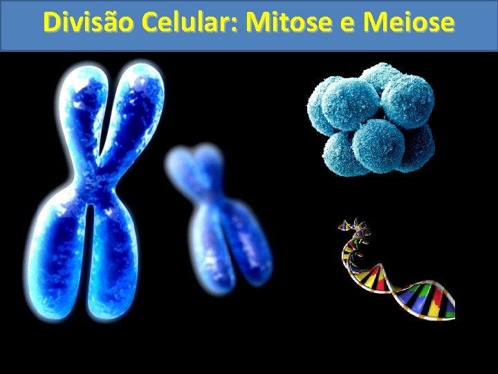 Divisão Celular: Mitose e Meiose Divisão Celular: Mitose e Meiose