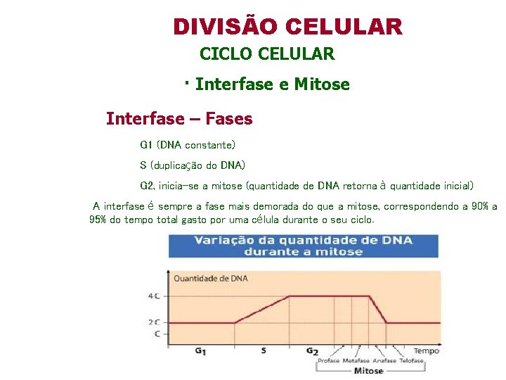 DIVISÃO CELULAR CICLO CELULAR · Interfase e Mitose Interfase – Fases G 1 (DNA DIVISÃO CELULAR CICLO CELULAR · Interfase e Mitose Interfase – Fases G 1 (DNA