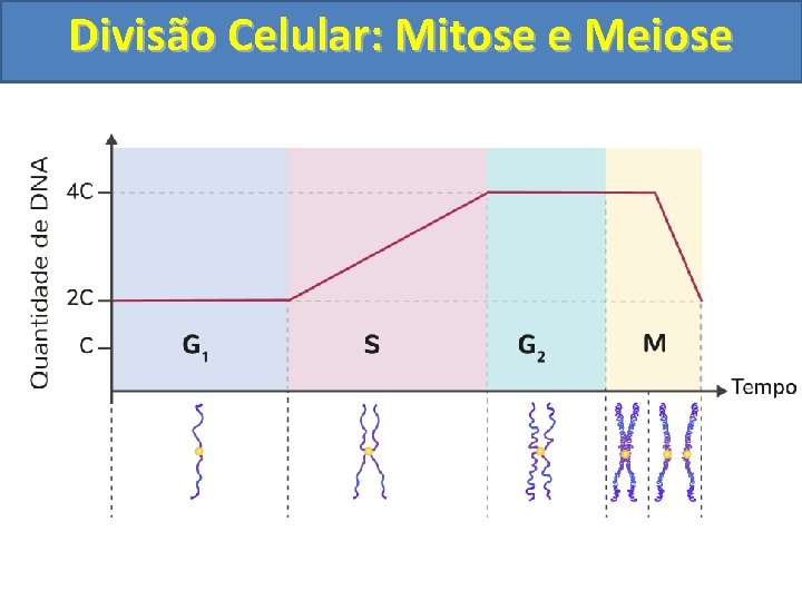 Divisão Celular: Mitose e Meiose Divisão Celular: Mitose e Meiose