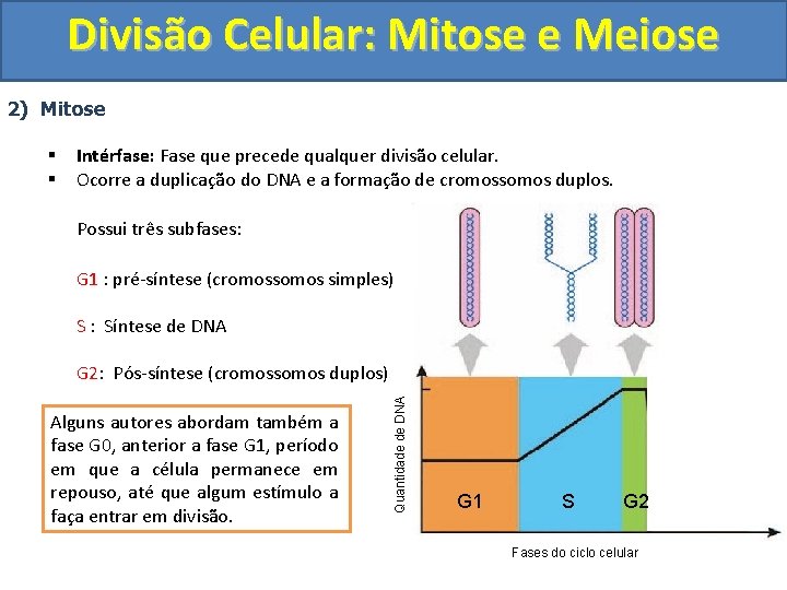 Divisão Celular: Mitose e Meiose 2) Mitose § § Intérfase: Fase que precede qualquer Divisão Celular: Mitose e Meiose 2) Mitose § § Intérfase: Fase que precede qualquer