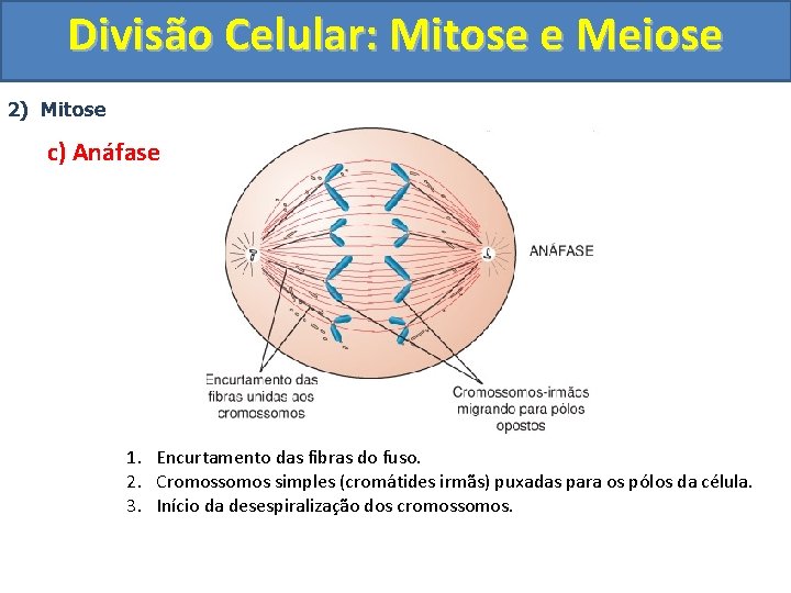 Divisão Celular: Mitose e Meiose 2) Mitose c) Anáfase 1. Encurtamento das fibras do Divisão Celular: Mitose e Meiose 2) Mitose c) Anáfase 1. Encurtamento das fibras do