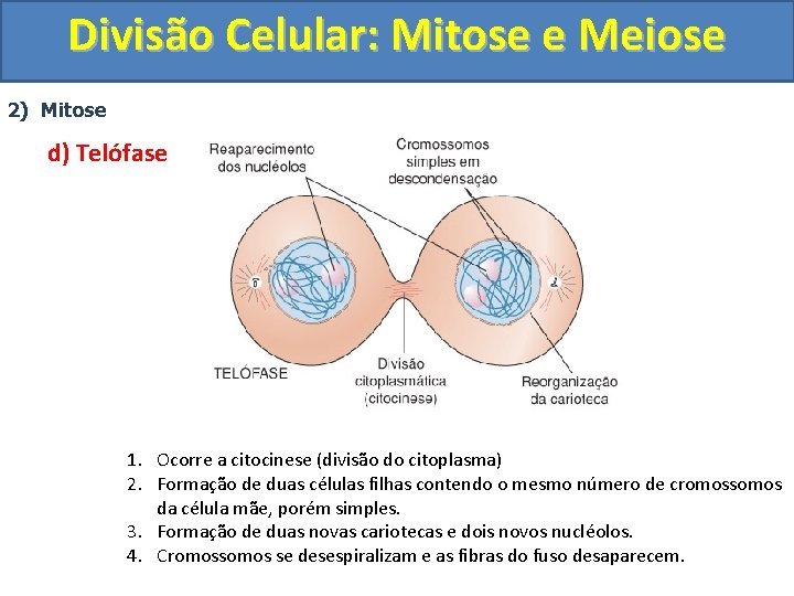 Divisão Celular: Mitose e Meiose 2) Mitose d) Telófase 1. Ocorre a citocinese (divisão Divisão Celular: Mitose e Meiose 2) Mitose d) Telófase 1. Ocorre a citocinese (divisão