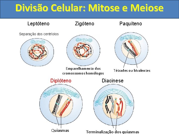 Divisão Celular: Mitose e Meiose Leptóteno Zigóteno Paquíteno Separação dos centríolos Emparelhamento dos cromossomos Divisão Celular: Mitose e Meiose Leptóteno Zigóteno Paquíteno Separação dos centríolos Emparelhamento dos cromossomos