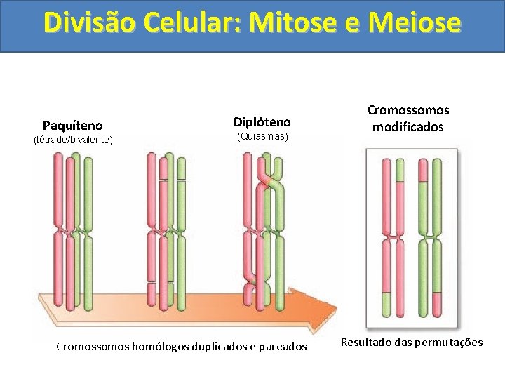 Divisão Celular: Mitose e Meiose Paquíteno (tétrade/bivalente) Diplóteno (Quiasmas) Cromossomos homólogos duplicados e pareados Divisão Celular: Mitose e Meiose Paquíteno (tétrade/bivalente) Diplóteno (Quiasmas) Cromossomos homólogos duplicados e pareados