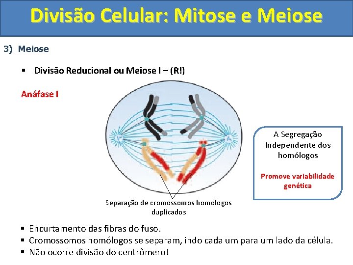 Divisão Celular: Mitose e Meiose 3) Meiose § Divisão Reducional ou Meiose I – Divisão Celular: Mitose e Meiose 3) Meiose § Divisão Reducional ou Meiose I –