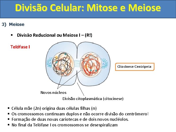 Divisão Celular: Mitose e Meiose 3) Meiose § Divisão Reducional ou Meiose I – Divisão Celular: Mitose e Meiose 3) Meiose § Divisão Reducional ou Meiose I –
