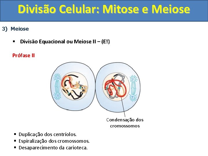 Divisão Celular: Mitose e Meiose 3) Meiose § Divisão Equacional ou Meiose II – Divisão Celular: Mitose e Meiose 3) Meiose § Divisão Equacional ou Meiose II –