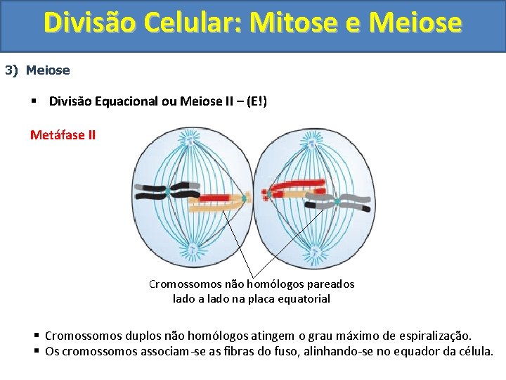 Divisão Celular: Mitose e Meiose 3) Meiose § Divisão Equacional ou Meiose II – Divisão Celular: Mitose e Meiose 3) Meiose § Divisão Equacional ou Meiose II –