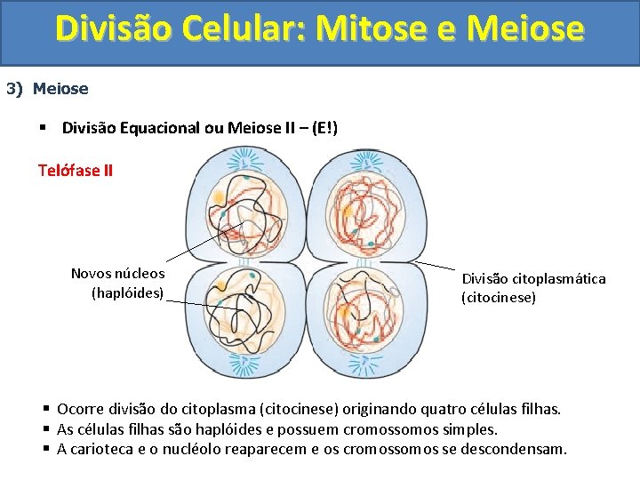 Divisão Celular: Mitose e Meiose 3) Meiose § Divisão Equacional ou Meiose II – Divisão Celular: Mitose e Meiose 3) Meiose § Divisão Equacional ou Meiose II –