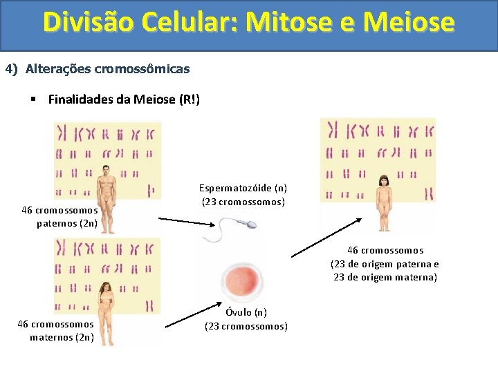Divisão Celular: Mitose e Meiose 4) Alterações cromossômicas § Finalidades da Meiose (R!) 46 Divisão Celular: Mitose e Meiose 4) Alterações cromossômicas § Finalidades da Meiose (R!) 46