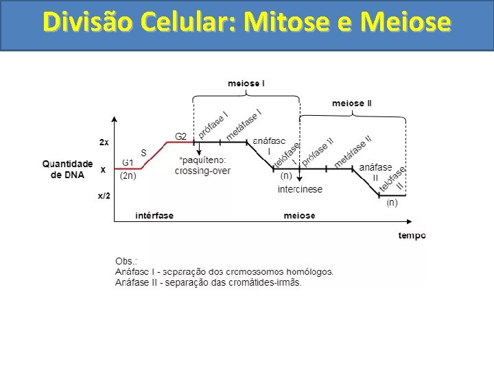 Divisão Celular: Mitose e Meiose Divisão Celular: Mitose e Meiose