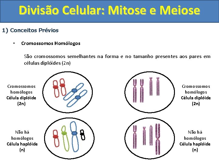 Divisão Celular: Mitose e Meiose 1) Conceitos Prévios • Cromossomos Homólogos São cromossomos semelhantes Divisão Celular: Mitose e Meiose 1) Conceitos Prévios • Cromossomos Homólogos São cromossomos semelhantes