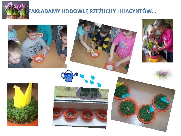 ZAKŁADAMY HODOWLĘ RZEŻUCHY I HIACYNTÓW… 