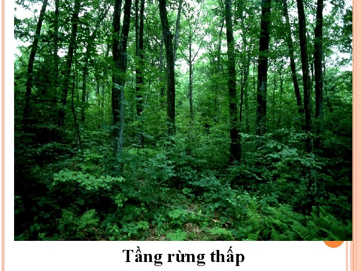 Tầng rừng thấp 