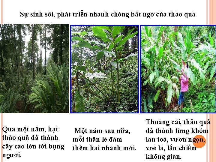 Sự sinh sôi, phát triển nhanh chóng bất ngờ của thảo quả Qua một