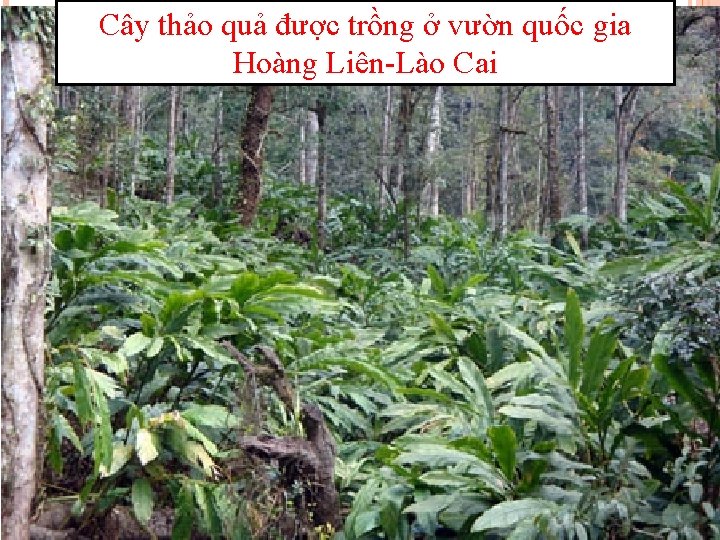 Cây thảo quả được trồng ở vườn quốc gia Hoàng Liên-Lào Cai 