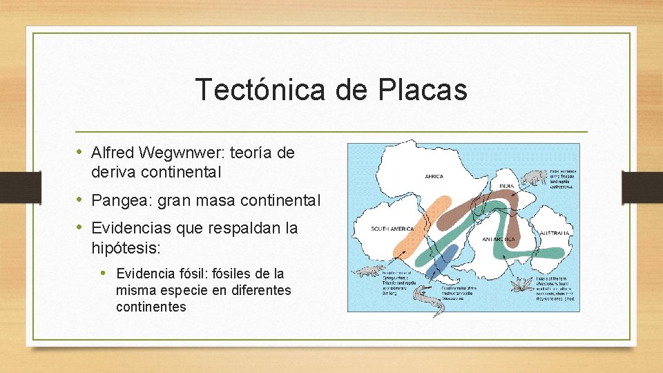 Tectónica de Placas • Alfred Wegwnwer: teoría de deriva continental • Pangea: gran masa