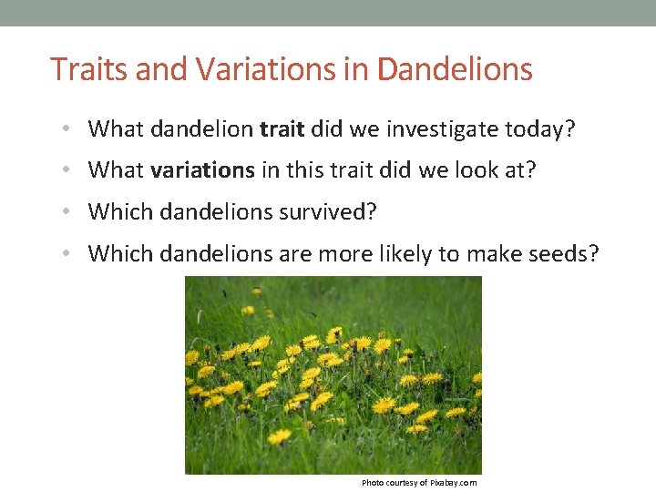 Traits and Variations in Dandelions • What dandelion trait did we investigate today? •
