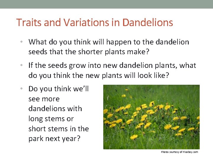 Traits and Variations in Dandelions • What do you think will happen to the