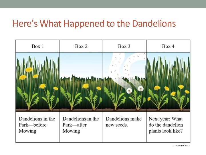 Here’s What Happened to the Dandelions Courtesy of BSCS 