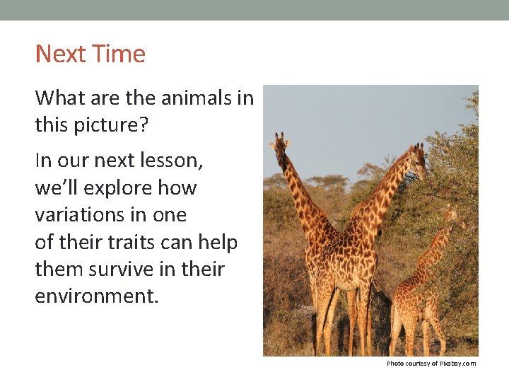 Next Time What are the animals in this picture? In our next lesson, we’ll